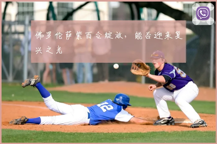 佛罗伦萨紫百合绽放,能否迎来复兴之光
